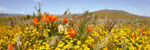 CA Poppy Reserve